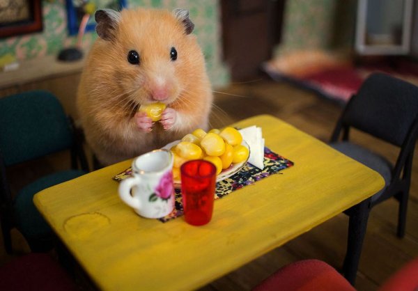 Смешные хомячки