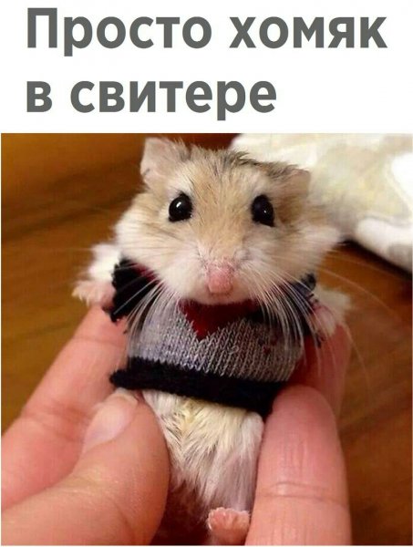 Самые милые маленькие хомячки