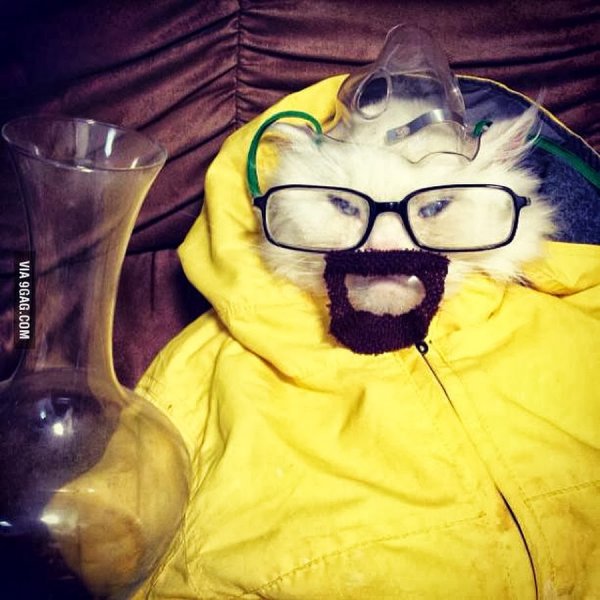 Кот Хайзенберг