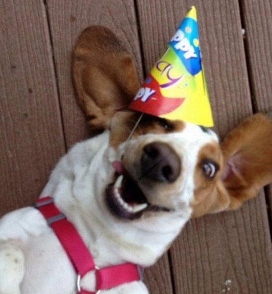 Собака в праздничном колпаке