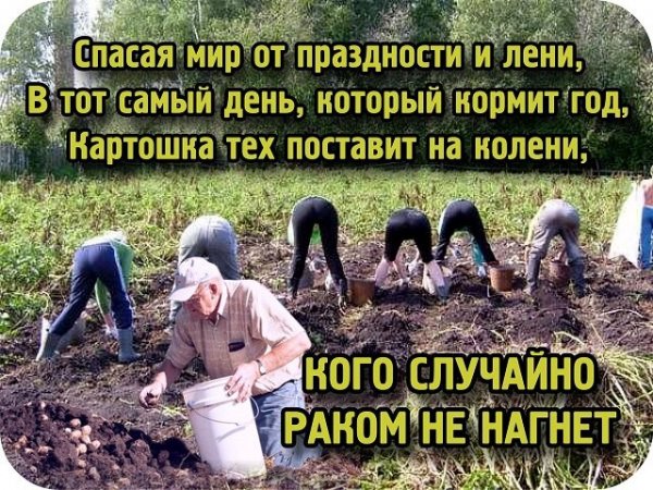 Копаем картошку приколы