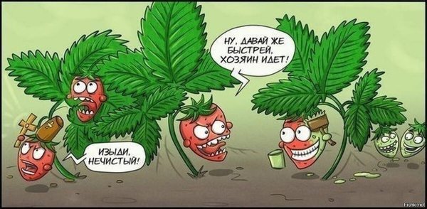 Приколы про растения