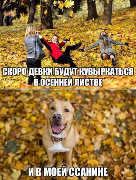 Осенние шутки и приколы