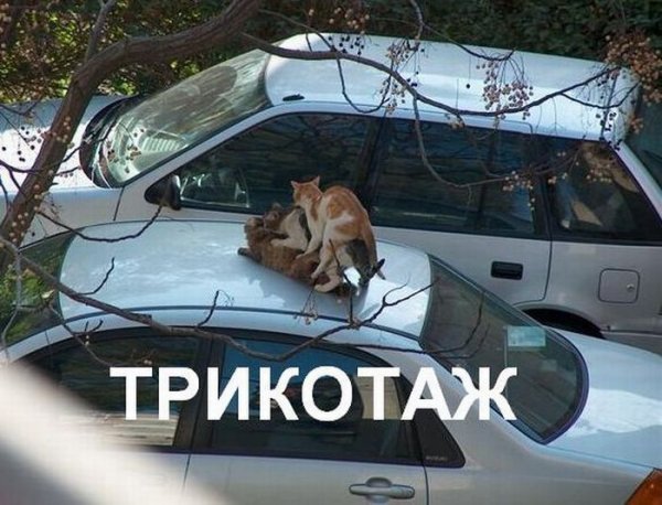 Угарные картинки со словами