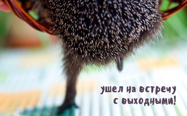 Ежик выходной