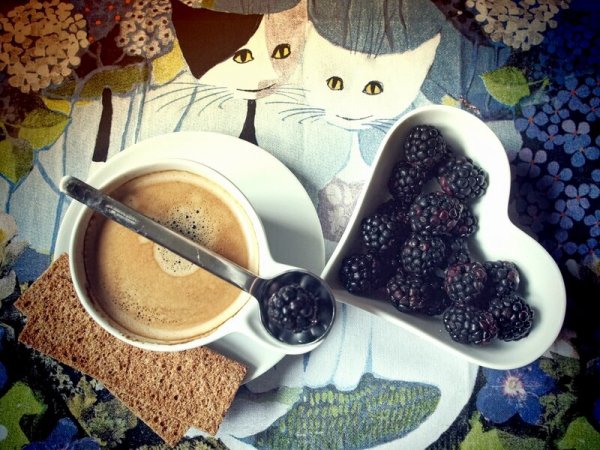 Креативное утро с котиком