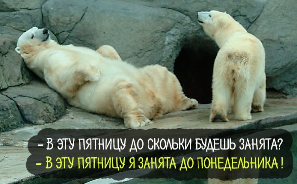 С пятницей картинки смешные