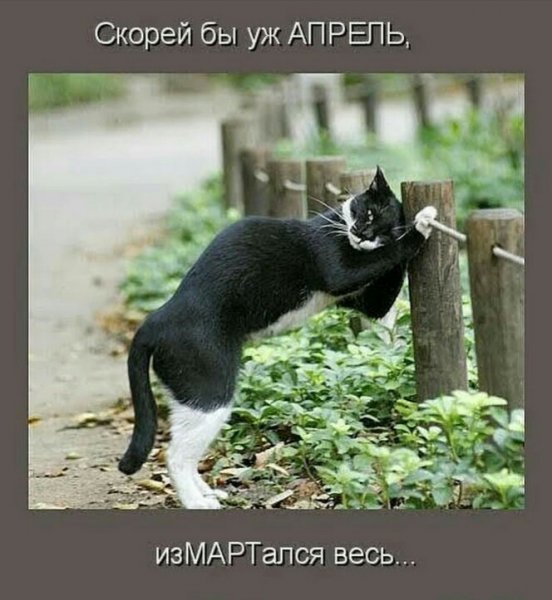 Пятница смешные коты с надписями