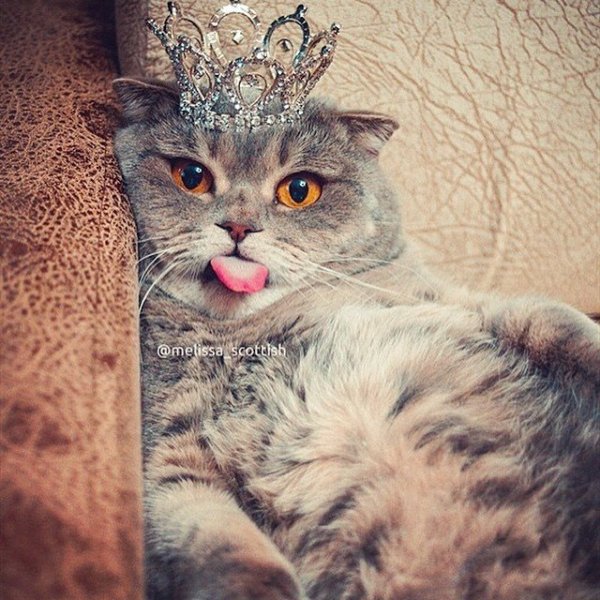 Кошечка с короной
