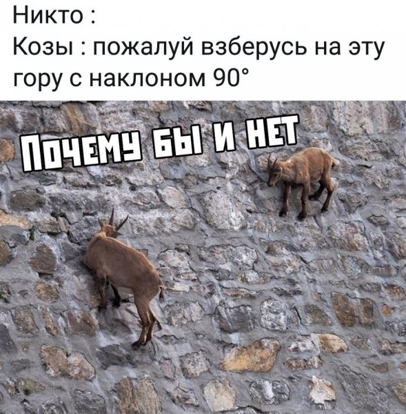 Смешные картинки с текстом