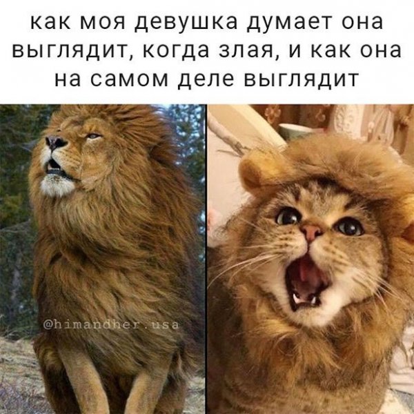 Мемы с надписями ржачные