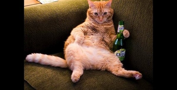 Смешные кошки до слез