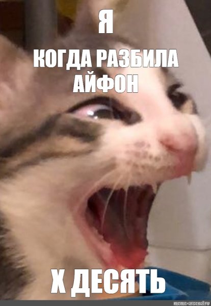 Смешные лица котов до слёз