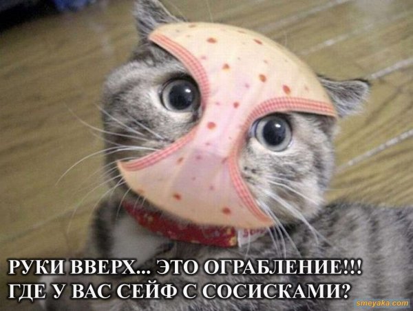 Смешные кошки в трусах