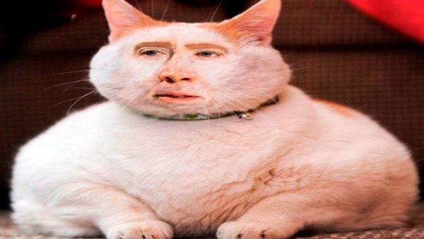 УГАРНЫЙ кот