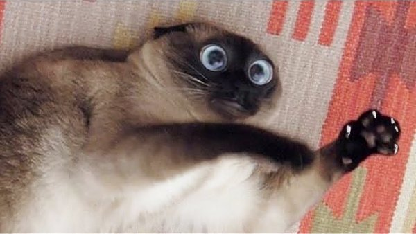 Смешные коты и кошки до слёз