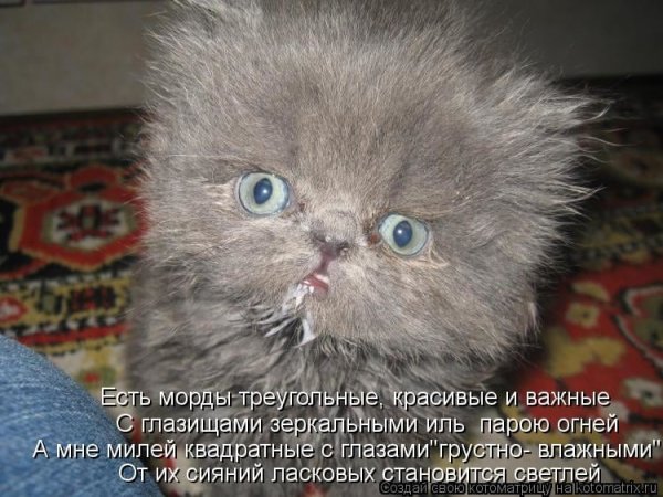 Про котов приколы про котов