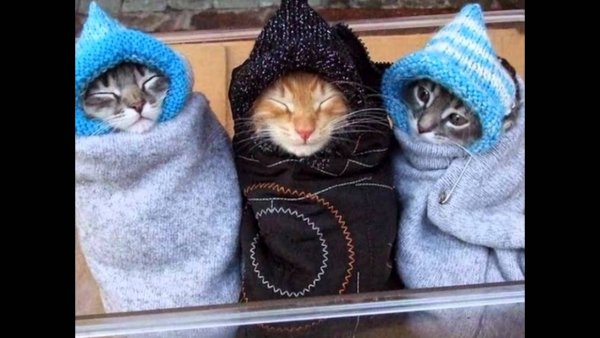 Кот утеплился