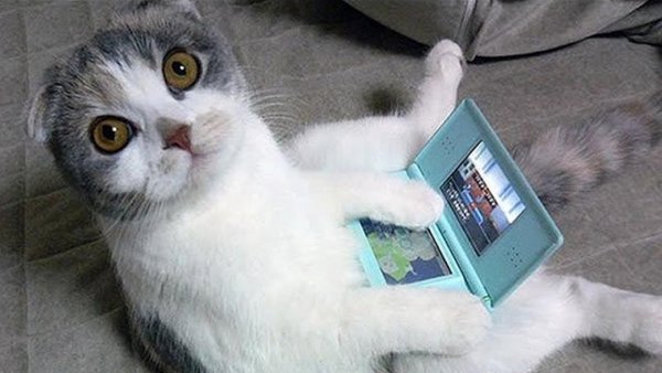 Кошки приколы до слёз
