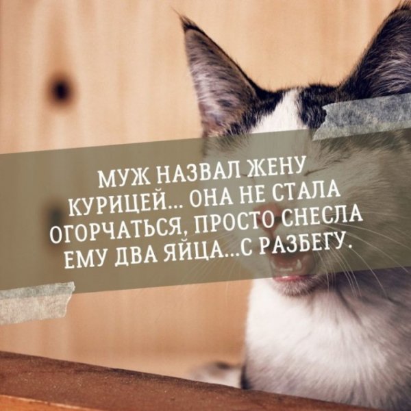 Смешные афоризмы и высказывания