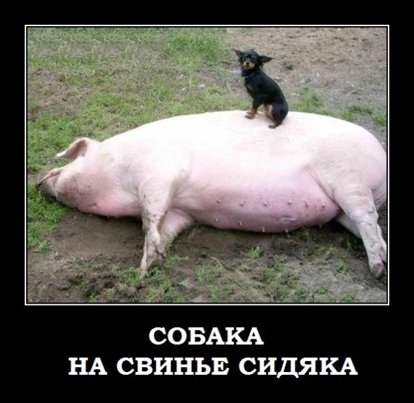Шутки про свиней