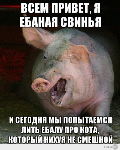 Свинья картина