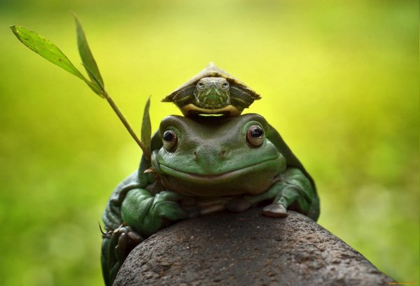 Лягушка-черепаха (Turtle Frog)