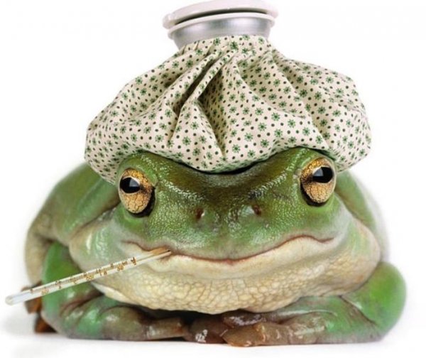 Смешные лягушки