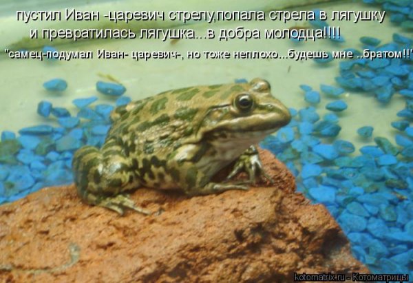 Лягушка с надписью
