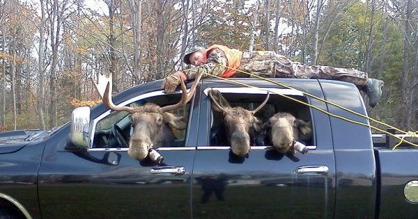 Лось перепрыгивает через машину