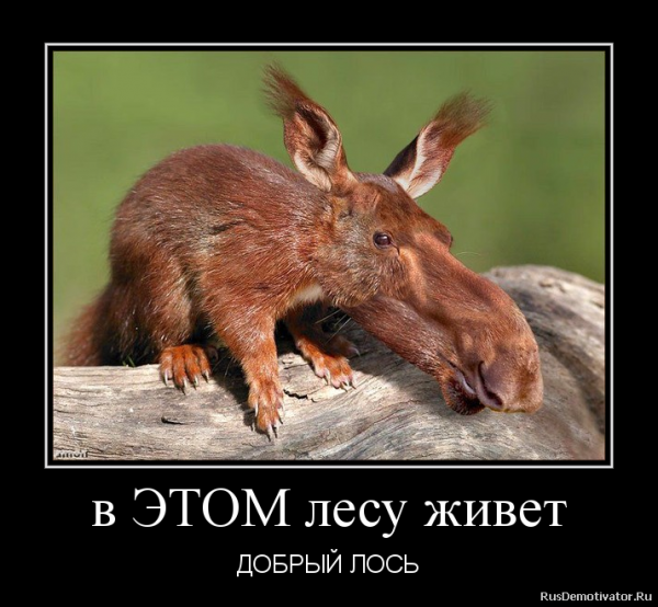 Приколы на охоте