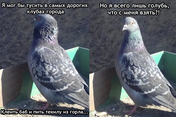Смешные приколы про голубей