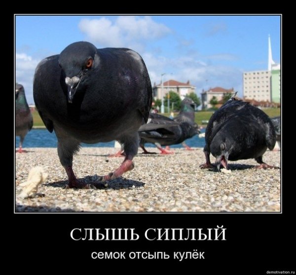 Голубь юмор