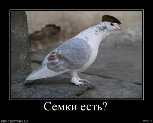 Голубь прикол