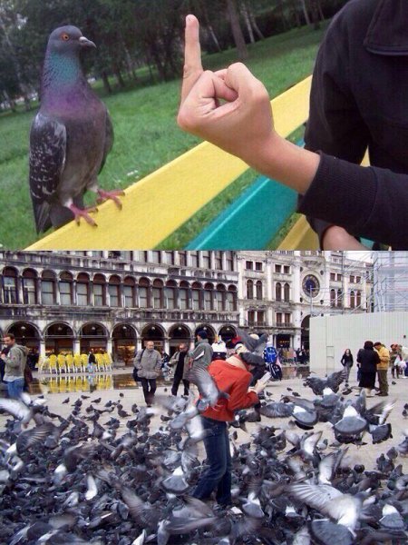 Мемы про голубей