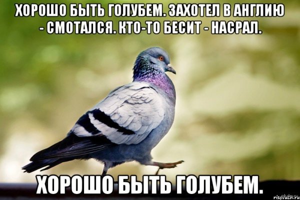 Голубь прикол