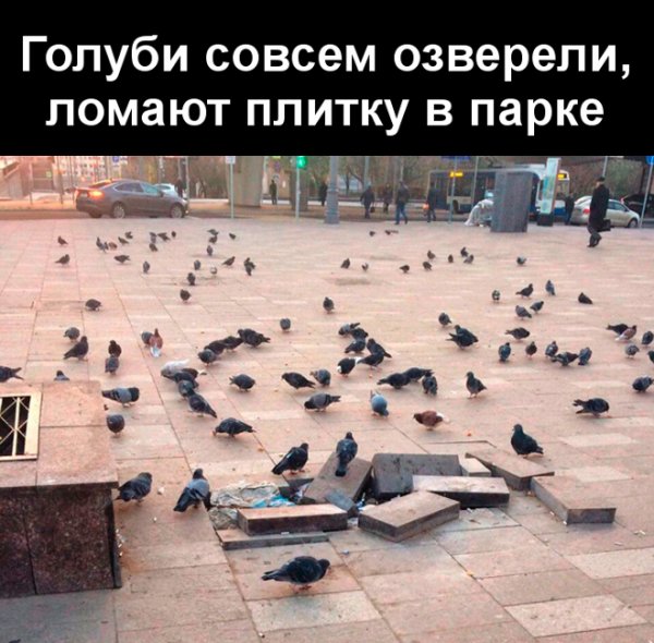 Шутки про голубей