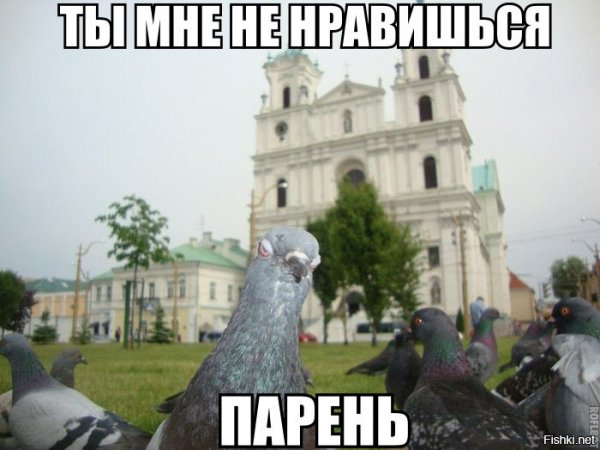 Смешные мемы про голубей