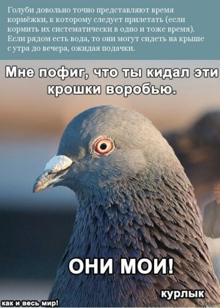 Голубь Женя