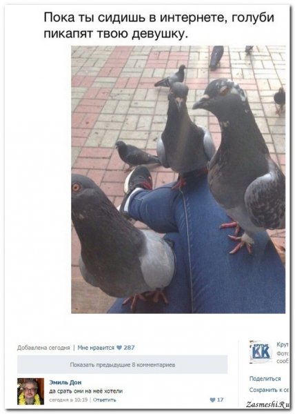 Мемы про голубей