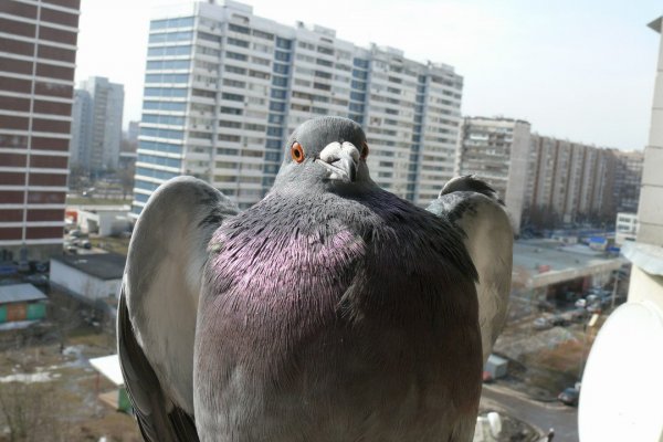 Смешной голубь