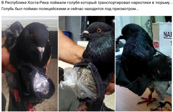 Голубь барыга