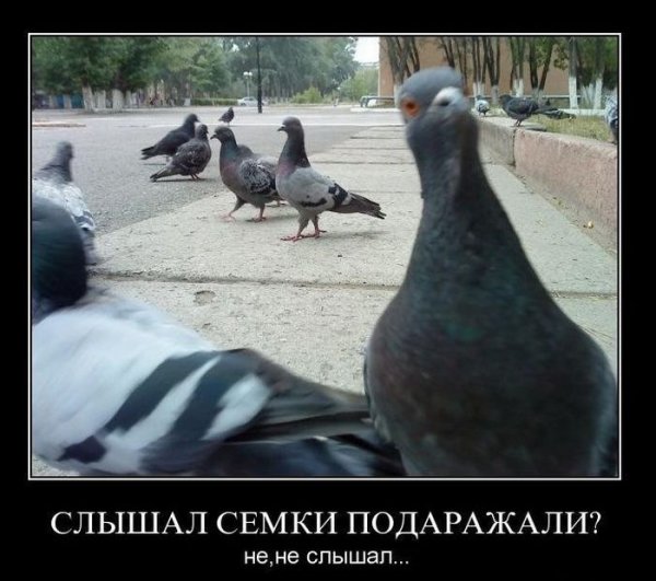 Шутки про голубей