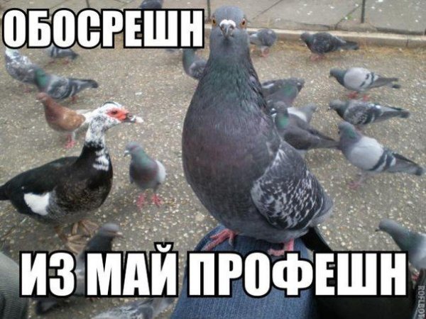 Смешные приколы про голубей
