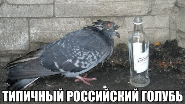 Птица бухает