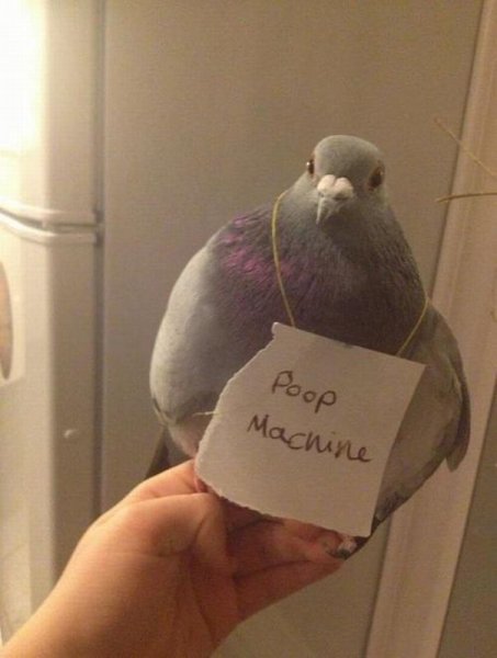Смешной голубь