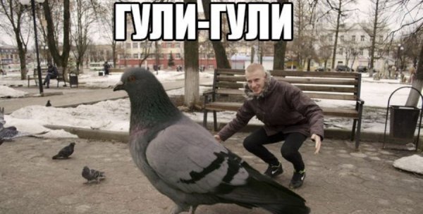 Гуль смешной