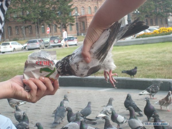 Голубь ржака