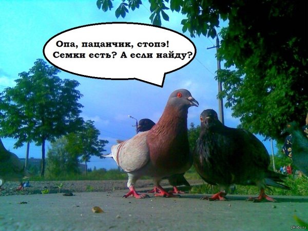 Голубь прикол