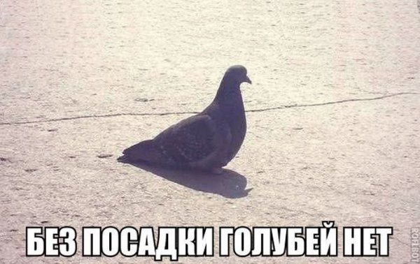Голубь прикол